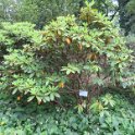 Rhododendron brachycarpum